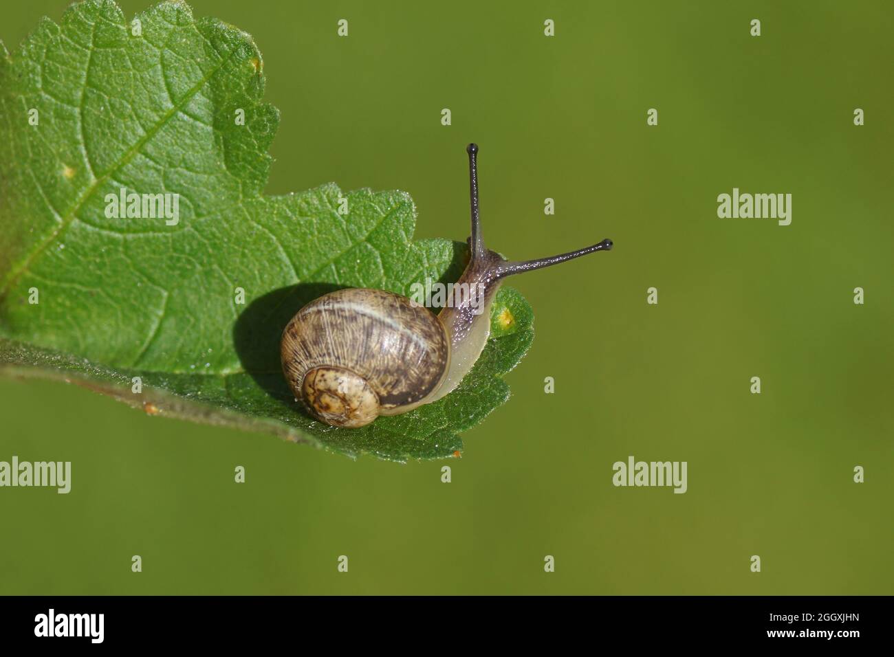 Young garden snail (Cornu aspersum) crawling on a leaf. Family land snails (Helicidae). September, in a Dutch garden. Stock Photo