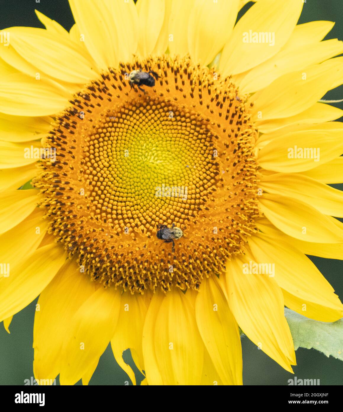 Bees, symmetry, and a sunflower Stock Photo - Alamy