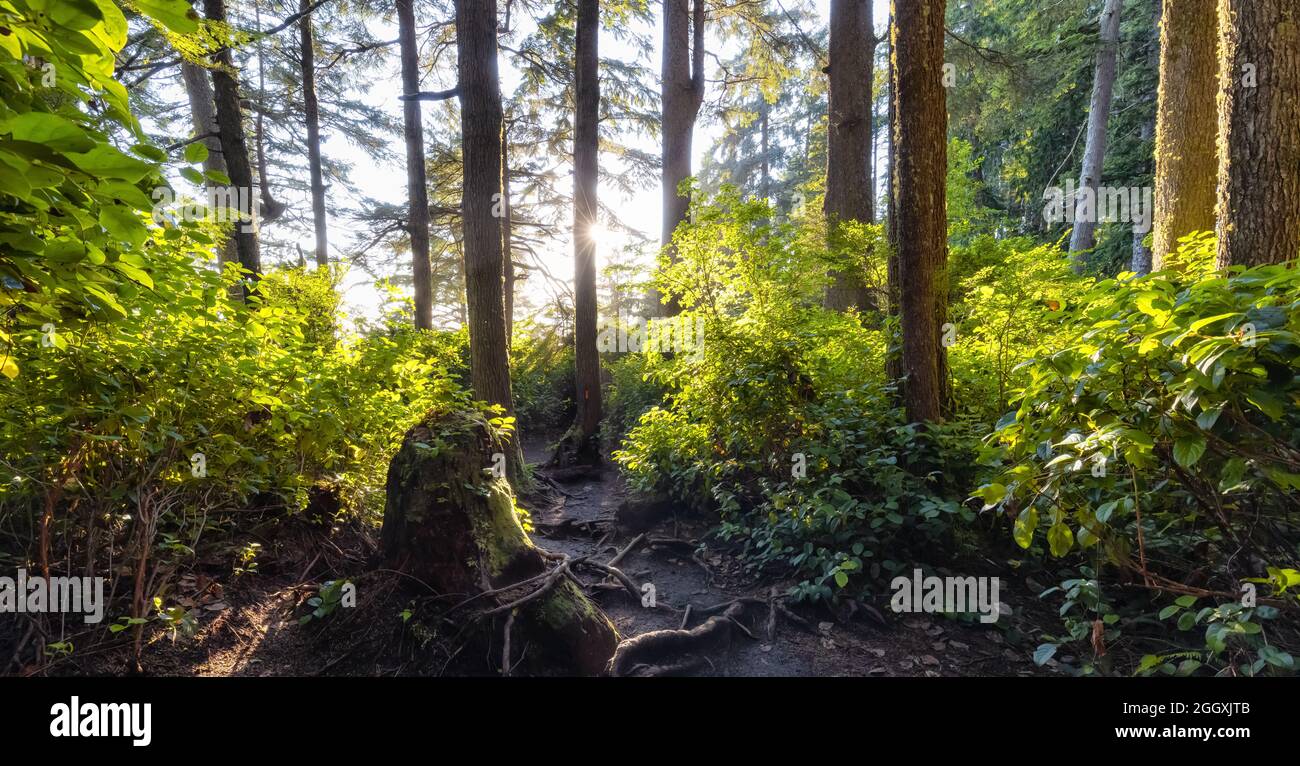 Hiking Path to Mystic Beach in the Vibrant Rainforest Stock Photo - Alamy
