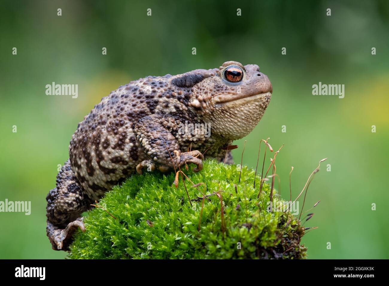 Focus stacked image of a Common Toad (Bufo bufo) in a British garden Stock Photo