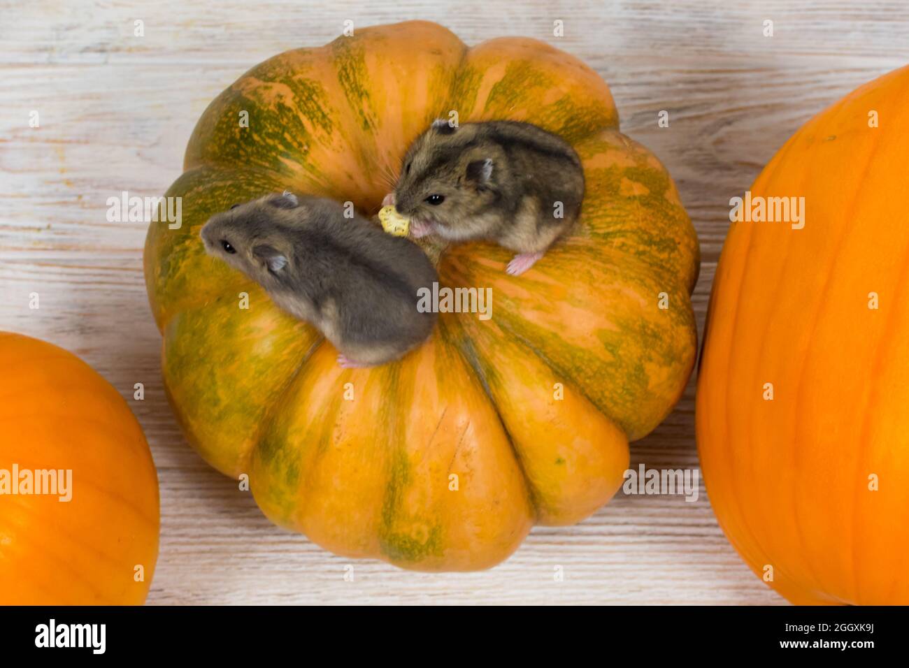 Two little Dzungarian hamsters are sitting on an orange pumpkin. View from above. Stock Photo