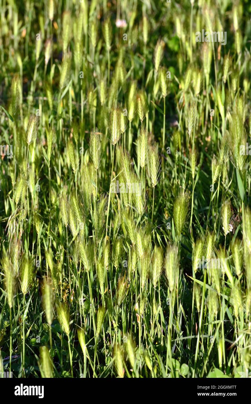 wall barley or false barley, MäuseGerste, Hordeum murinum, egérárpa
