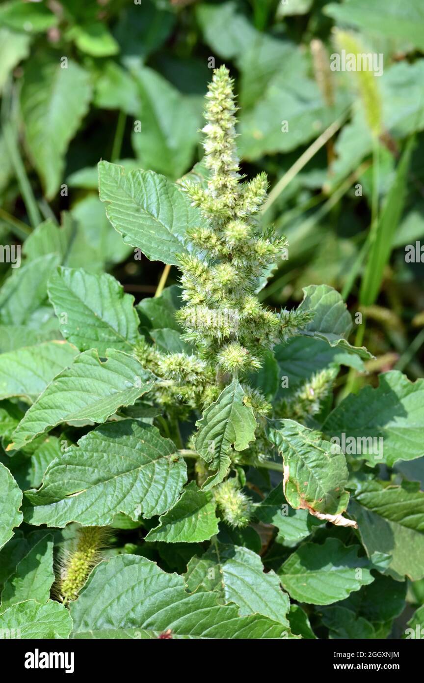 red-root amaranth, redroot pigweed, red-rooted pigweed, common amaranth, Zurückgebogener Amarant, Amaranthus retroflexus, szőrös disznóparéj, Hungary Stock Photo