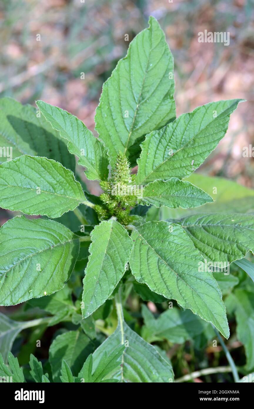 red-root amaranth, redroot pigweed, red-rooted pigweed, common amaranth, Zurückgebogener Amarant, Amaranthus retroflexus, szőrös disznóparéj, Hungary Stock Photo