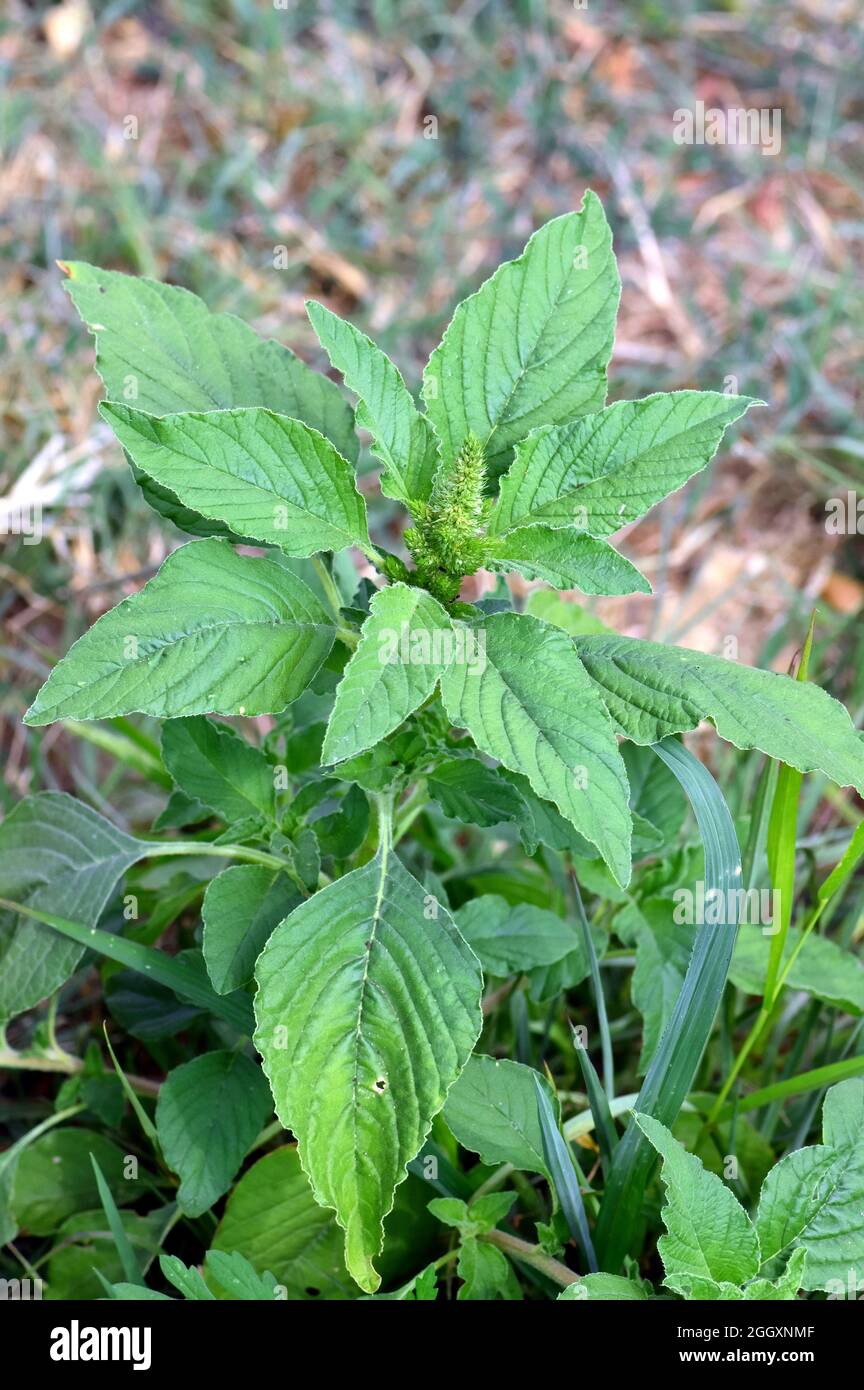 red-root amaranth, redroot pigweed, red-rooted pigweed, common amaranth, Zurückgebogener Amarant, Amaranthus retroflexus, szőrös disznóparéj, Hungary Stock Photo