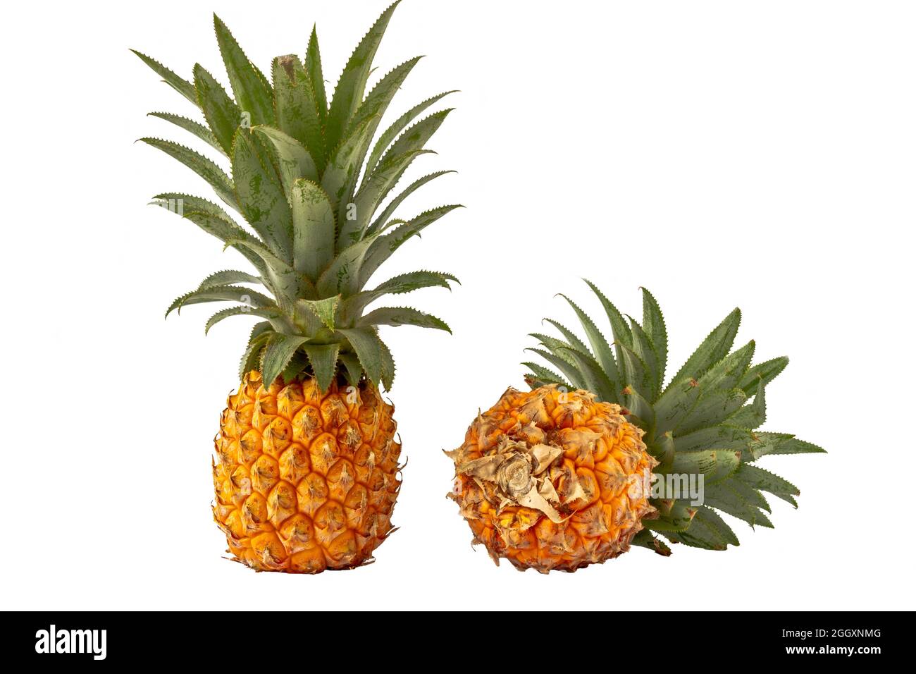 isolated pineapple fruit in white background with clipping path, two yellow-orange pineapples are ready to be consumed Stock Photo