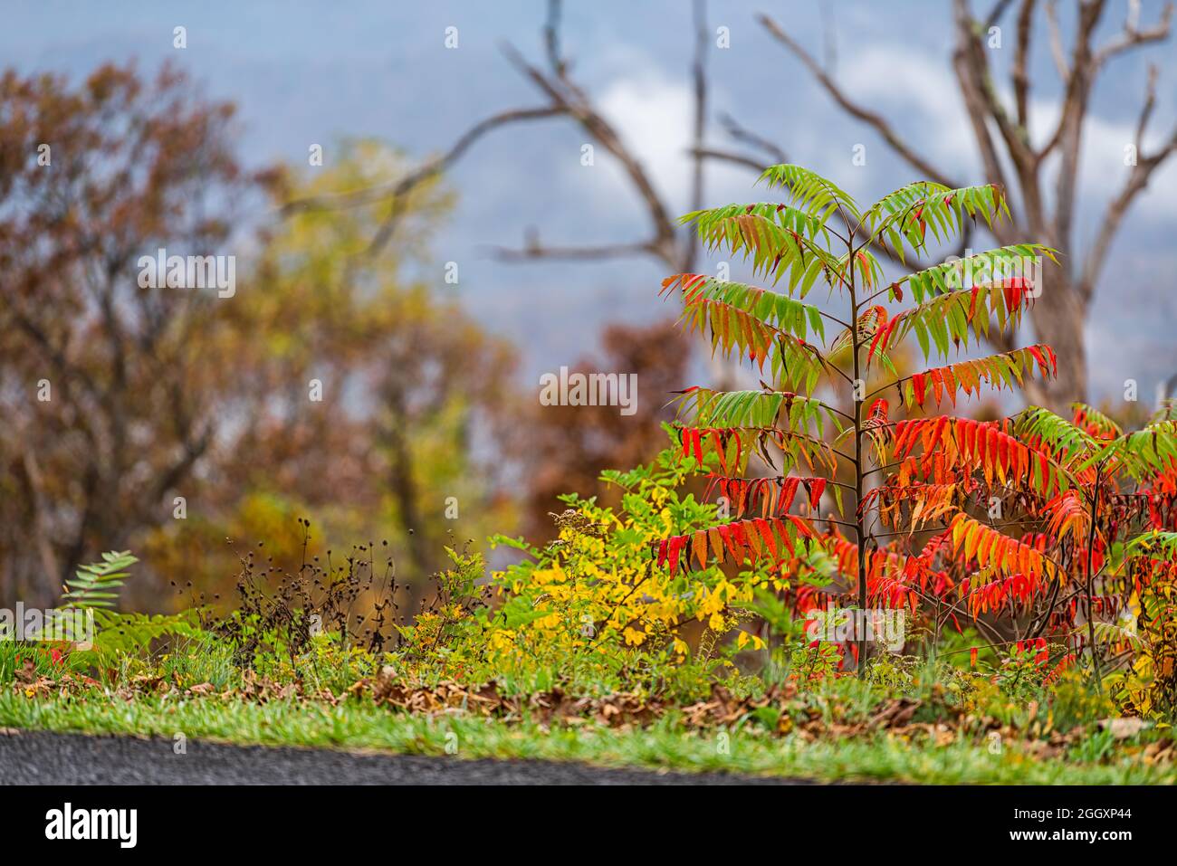 Staghorn sumac plant tree with colorful red foliage leaves in fall autumn season on Blue Ridge parkway with appalachian mountain sky in blurry backgro Stock Photo