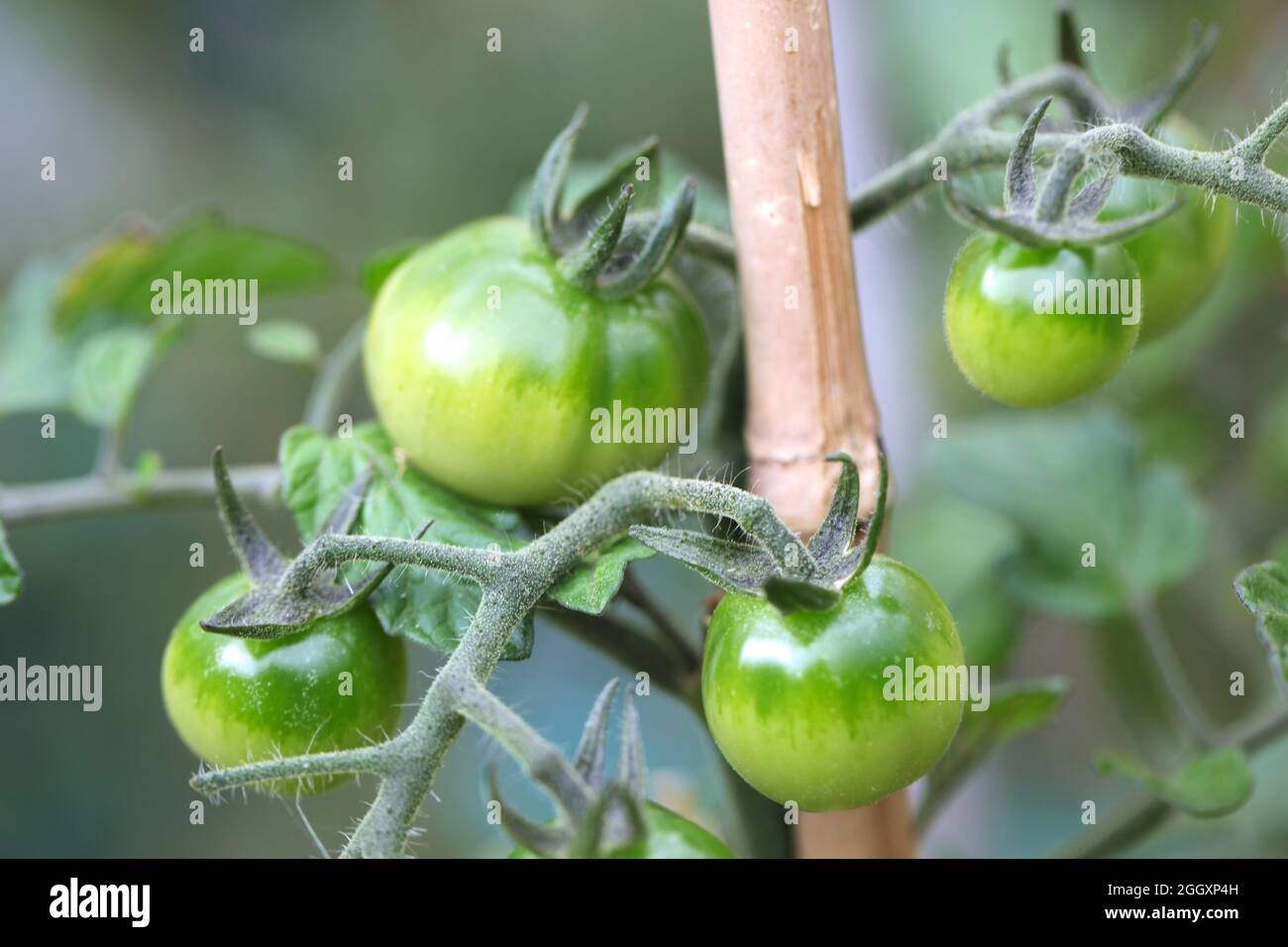 Green tomatoes ripening on the vine Stock Photo Alamy