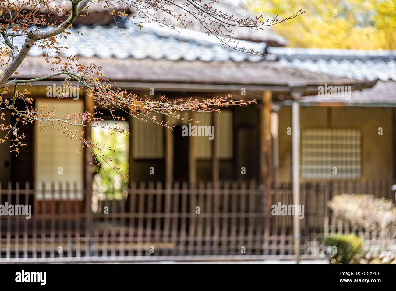 Red japanese maple green leaves buds on tree in spring springtime with bokeh background of temple shrine building in garden in Nara, Japan Stock Photo