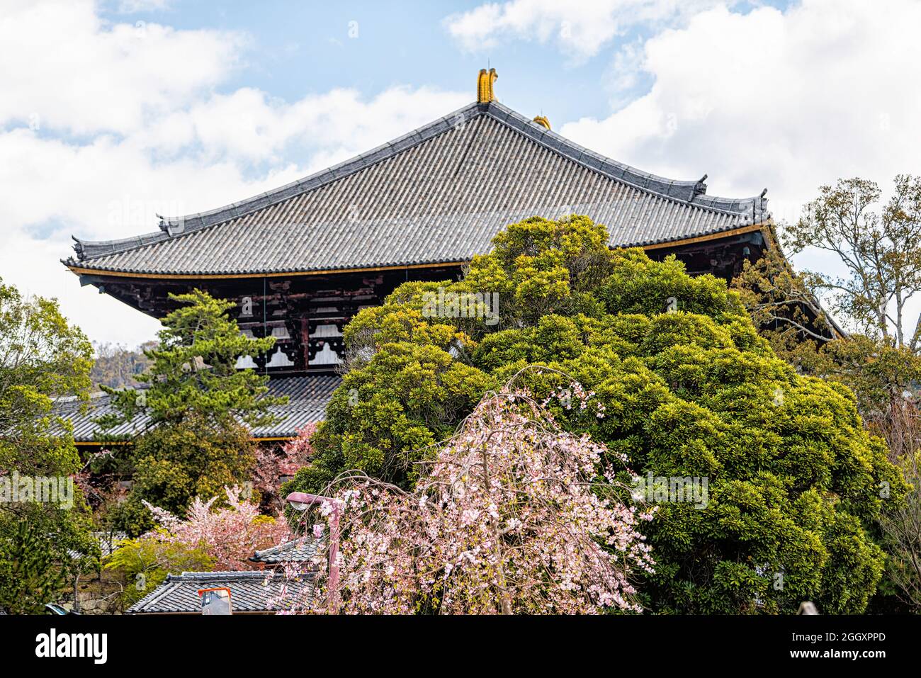 Nara, Japan Todaiji temple in city during day with view of pagoda tower roof tiles and cherry blossom tree flowers and sky Stock Photo