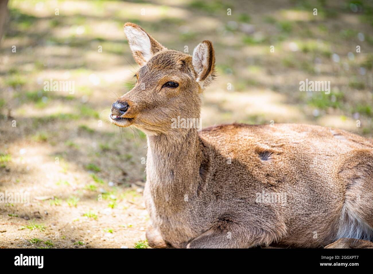 Closeup of funny wild deer in Nara Park in Japan as tourist attraction eating chewing with sick fur on sunny day Stock Photo