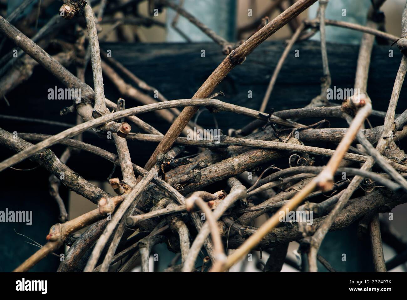 Dry vine branches. Autumn or winter in the vineyards. Hedge made of dried twisted twigs. Stock Photo