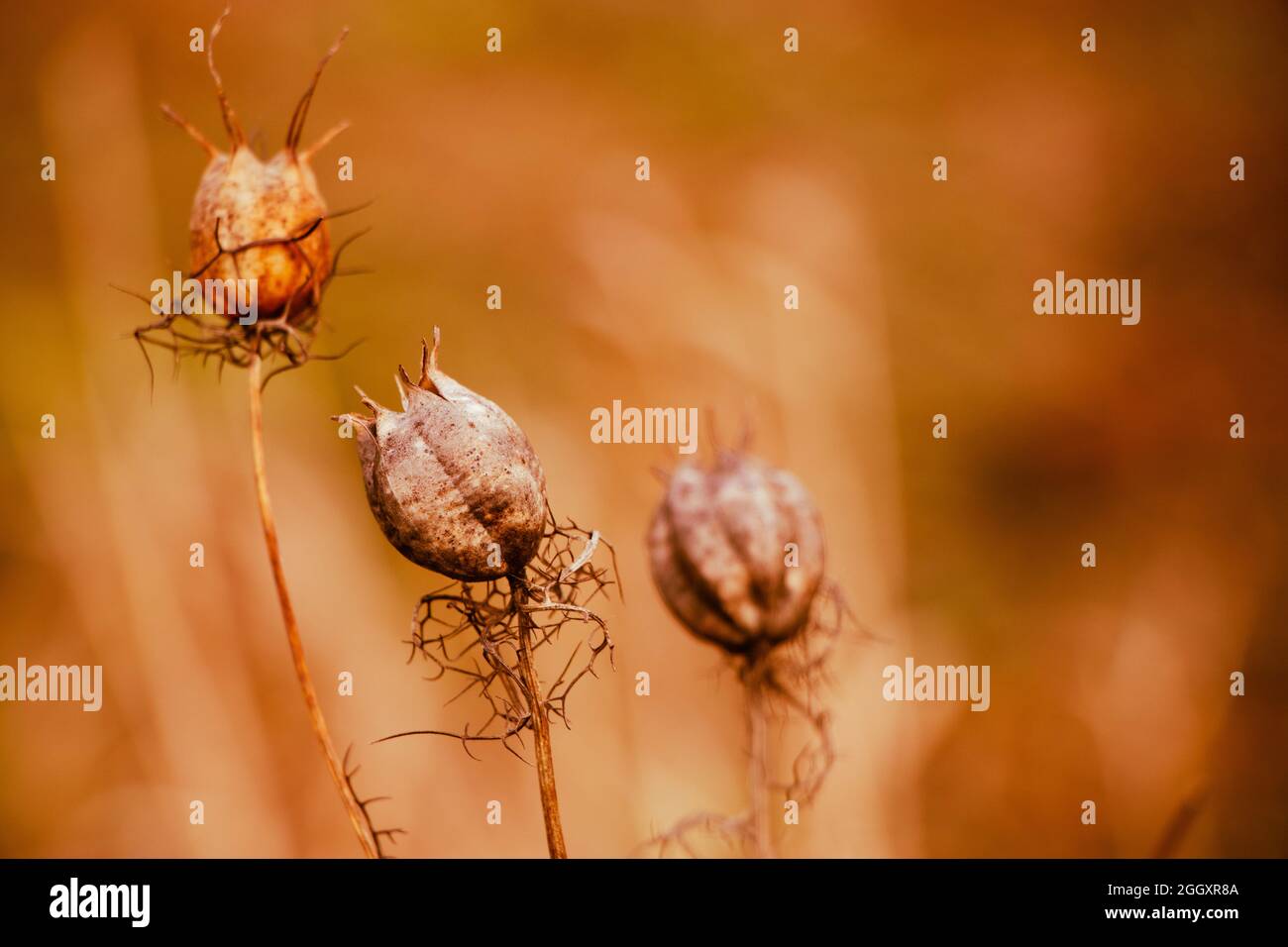 Dry poppy heads. Medicinal plant, opioid. Trending dried flower in the sun. Beautiful autumn background. Stock Photo