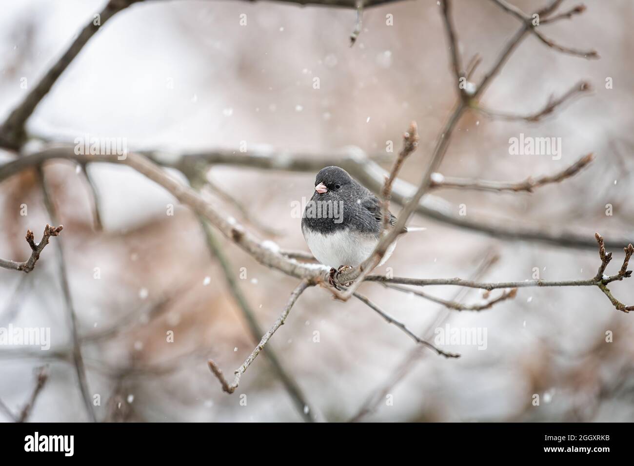 Dark-eyed junco small bird perched closeup sitting perching on tree during winter snow in Virginia puffed up in cold with cute pink beak Stock Photo