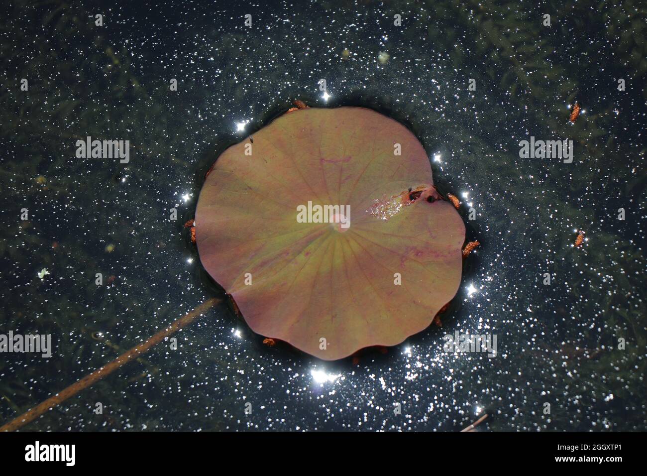 A lily pad floats on the surface of a pond reflecting the light along its edges where the surface tension edges the leaf. Stock Photo