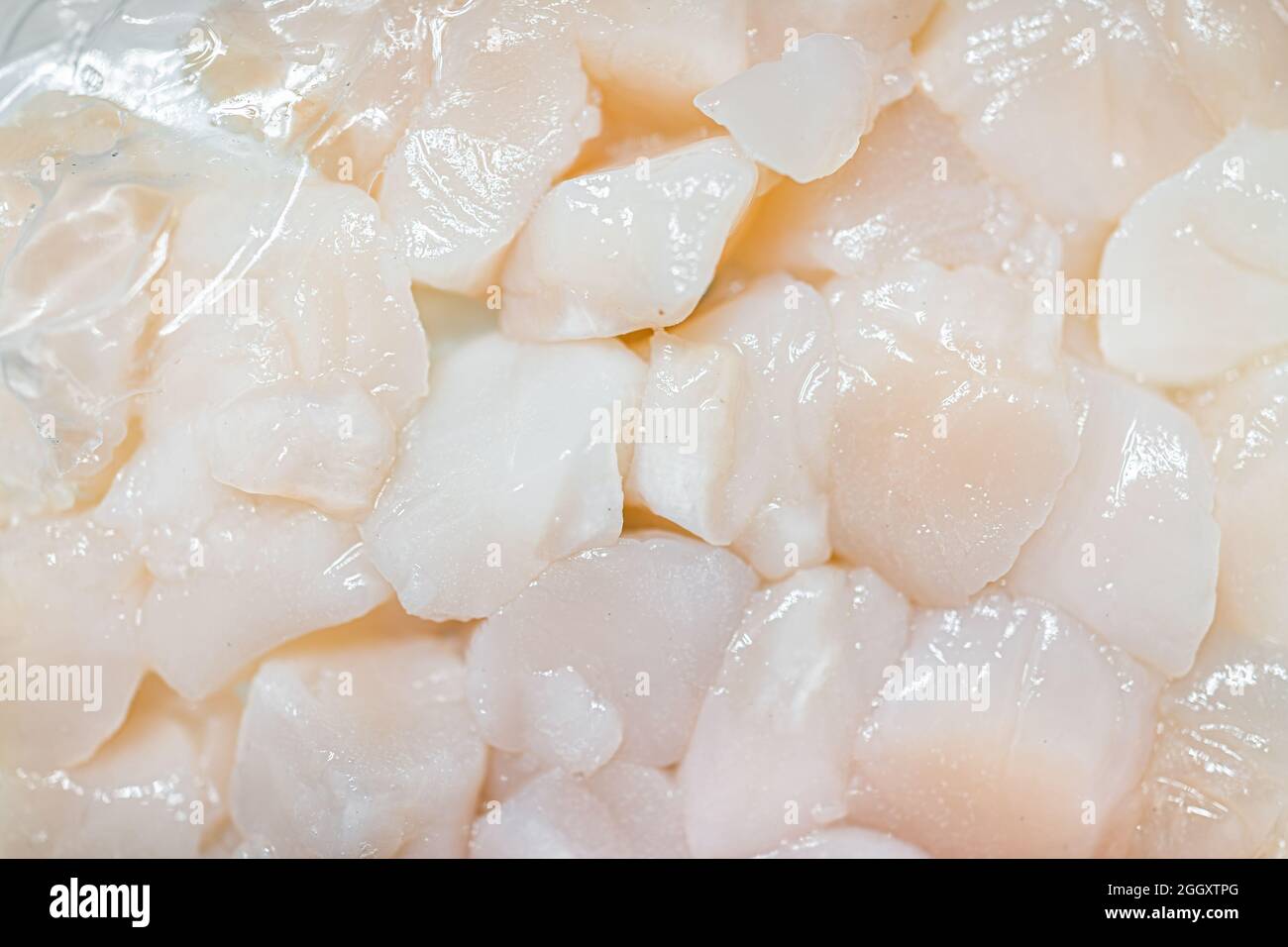 Macro closeup of fresh raw uncooked scallops seafood food on retail