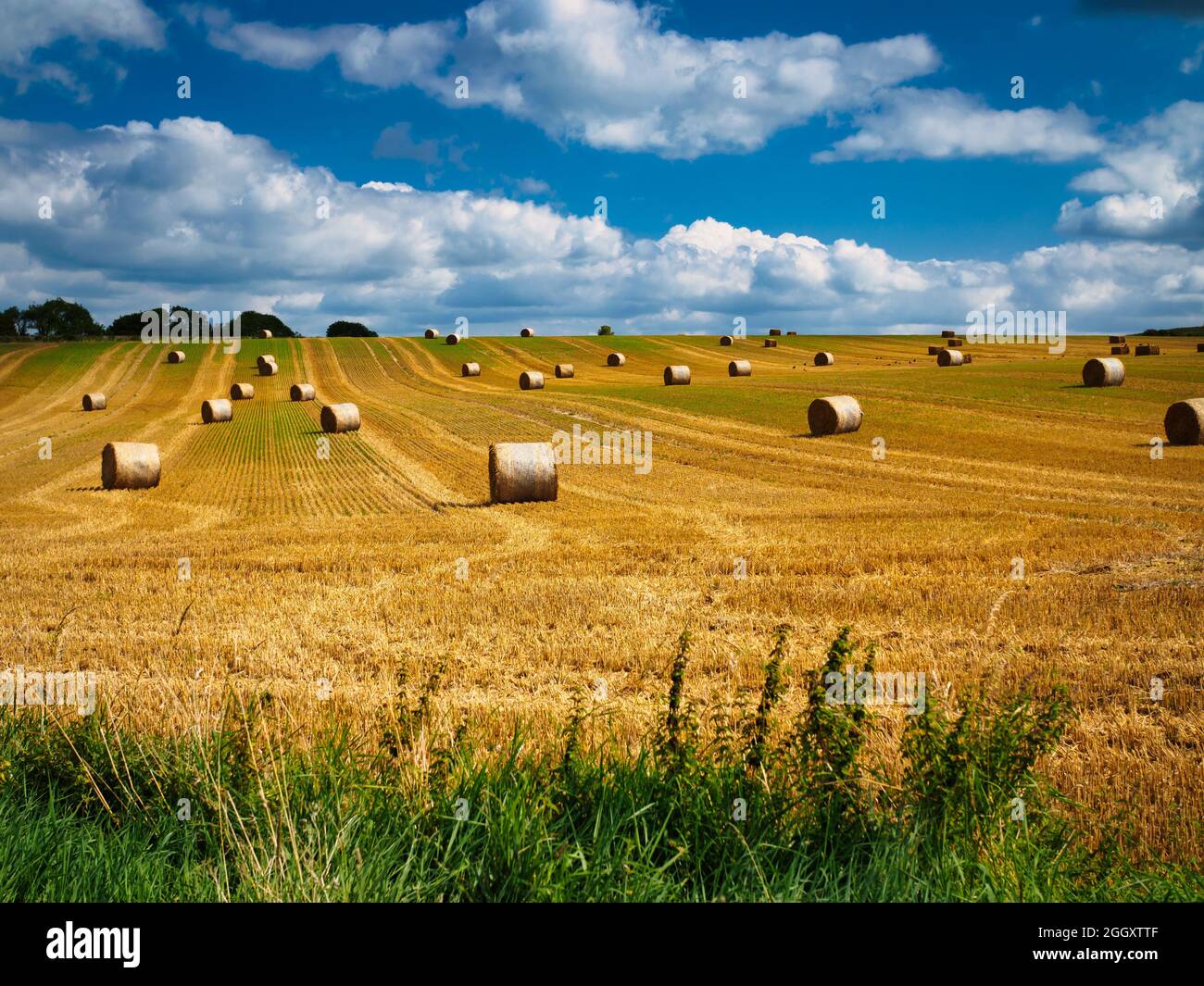Straw bales awaiting collection in a Sussex field at the end of the