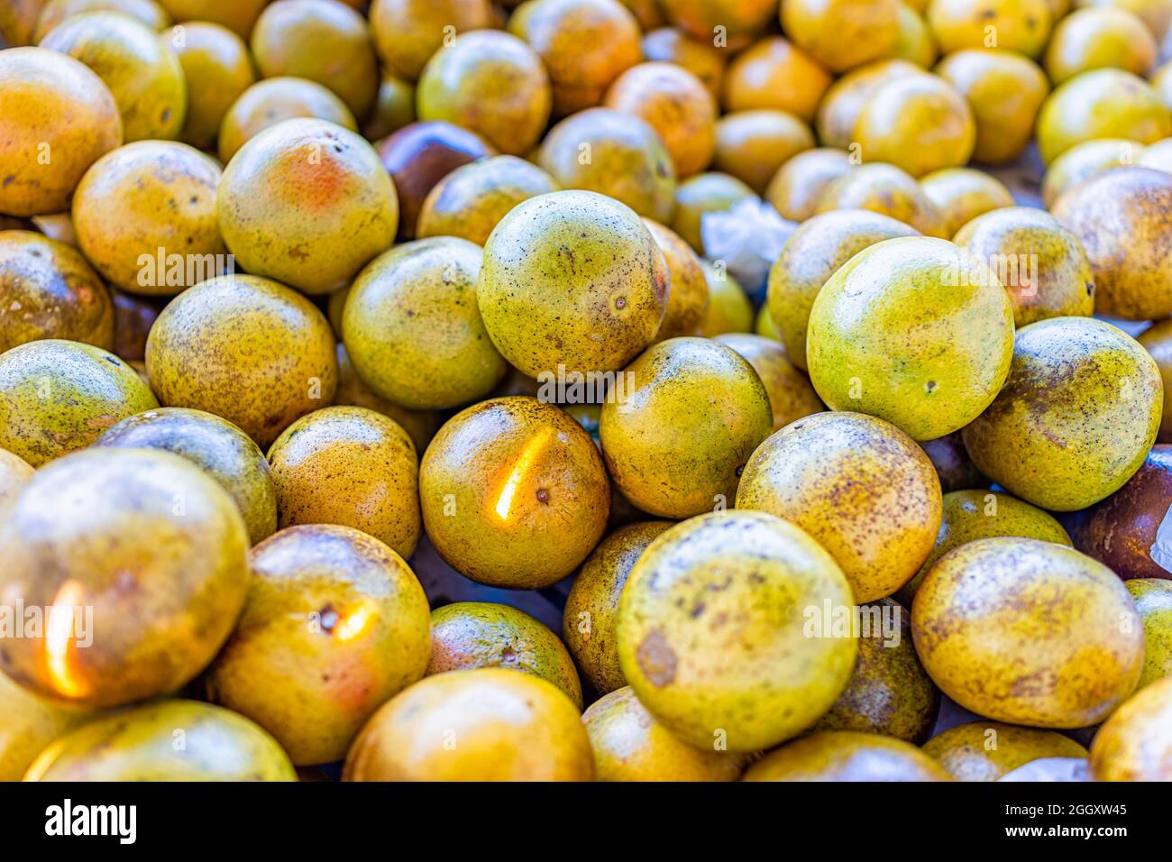 Macro closeup of pink grapefruit stack pile in box container at farmer