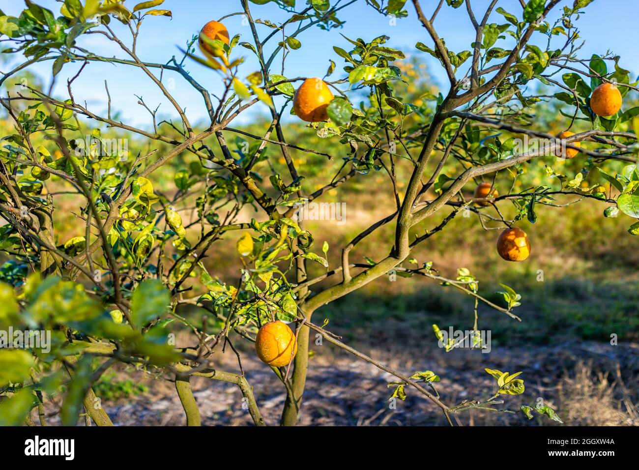 Naples farm hires stock photography and images Alamy