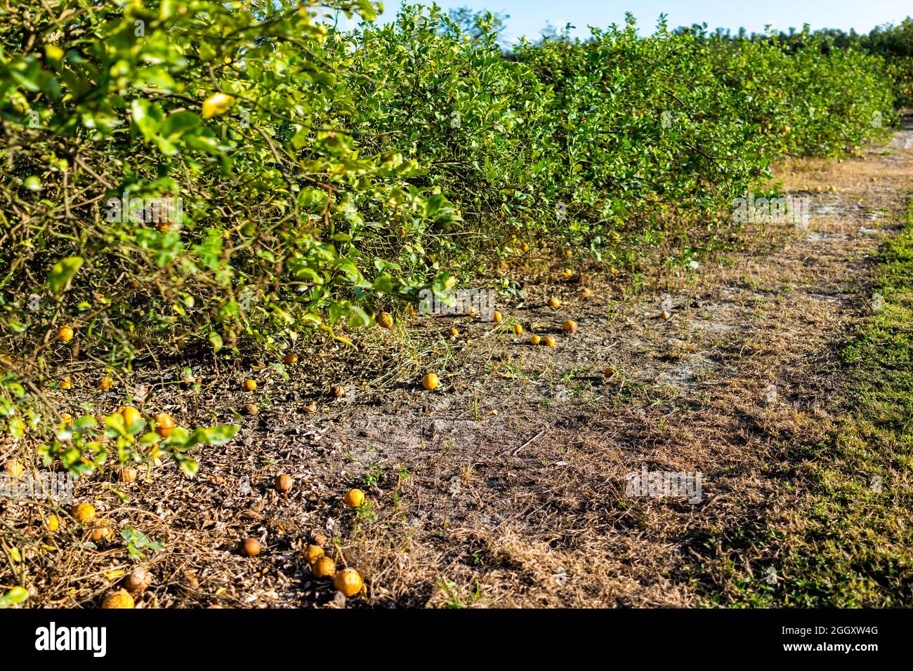 Citrus farmers in florida hires stock photography and images Alamy