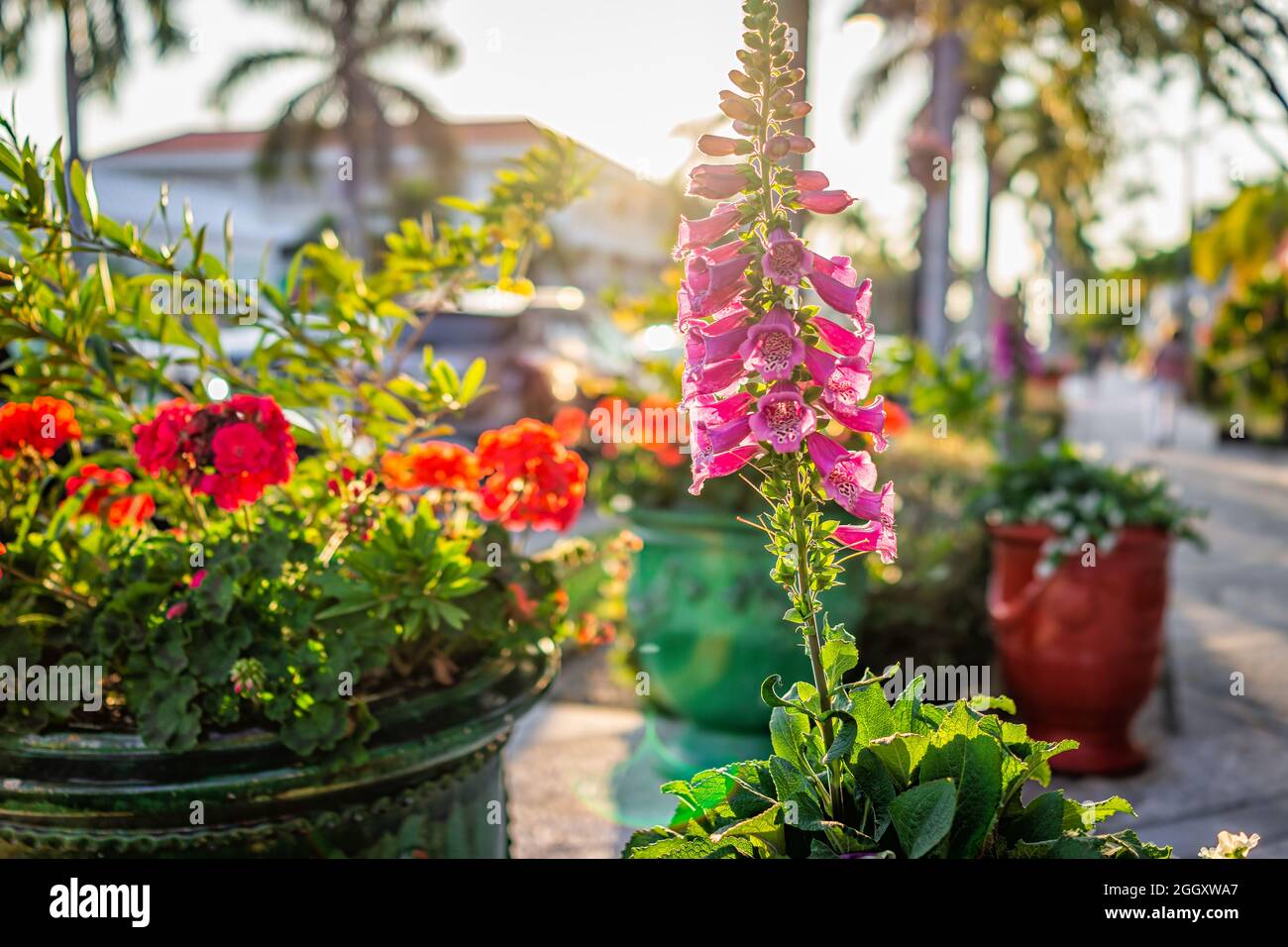Downtown street sidewalk path at sunset in Naples, Florida with closeup of tropical potted foxglove digitalis purple flowers, geranium pots outdoors w Stock Photo