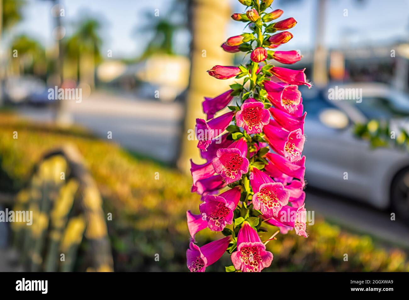 Downtown street sidewalk at sunset in Naples, Florida with macro closeup of tropical potted foxglove digitalis purple flowers in pot outdoors with sof Stock Photo