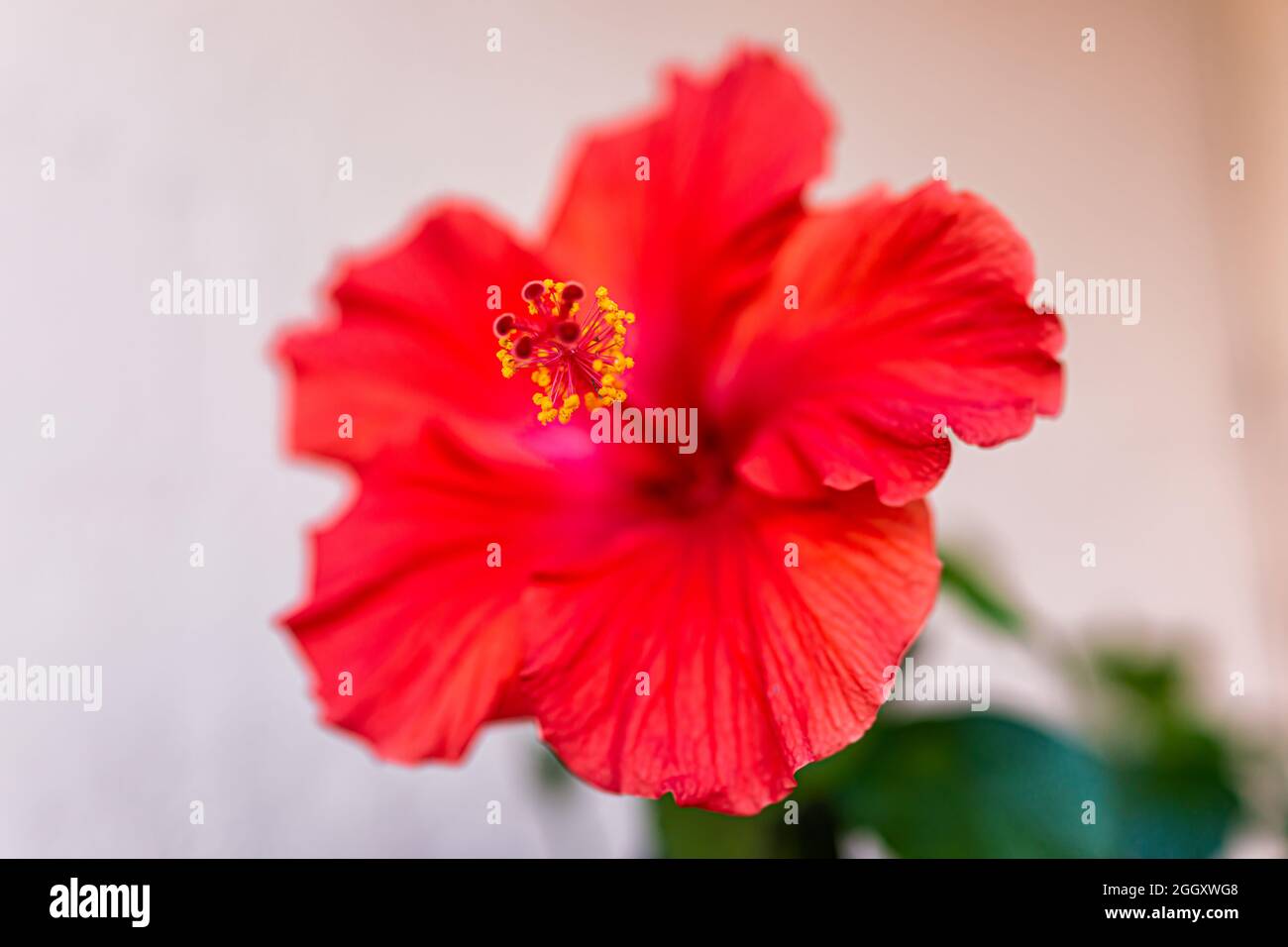 Closeup of one vibrant vivid red hibiscus flower at home garden ...