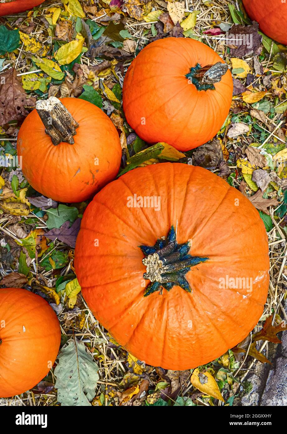 Four pumpkins on the ground covered with colorful leaves seen from above. Topview. Stock Photo