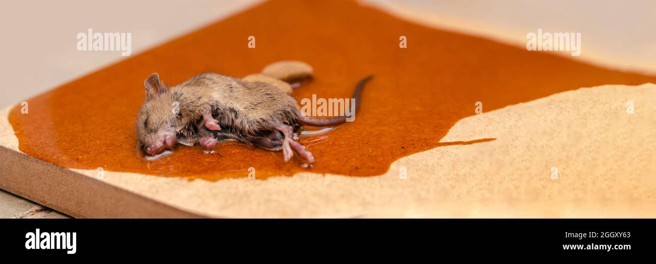 A mouse or rat is caught in a glue trap with cookies as bait. Glue for