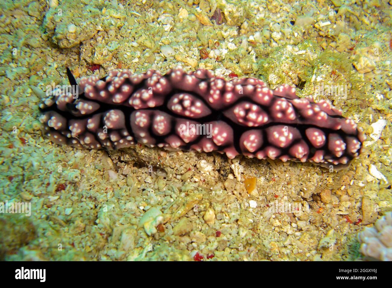 Nudibranch or Seaslug (Phyllidia Melanocera) on the ground in the filipino sea 26.10.2011 Stock Photo