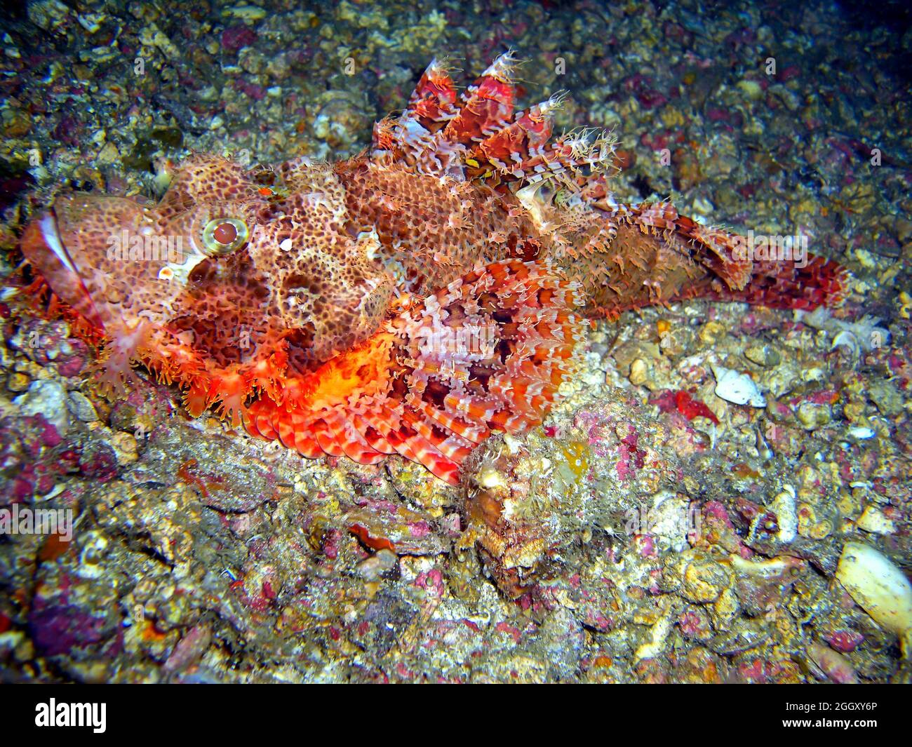 Tasseled Scorpion fish (Scorpaenopsis Oxycephala) swims in the filipino sea 10.2.2012 Stock Photo