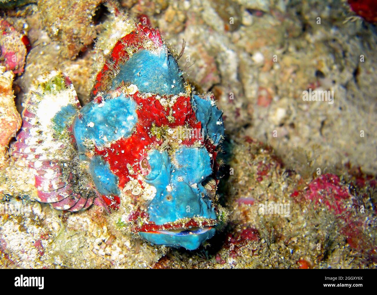 Very rare photo of a blue Scorpion fish (Scorpaenopsis Oxycephala) in the filipino sea 19.2.2012 Stock Photo