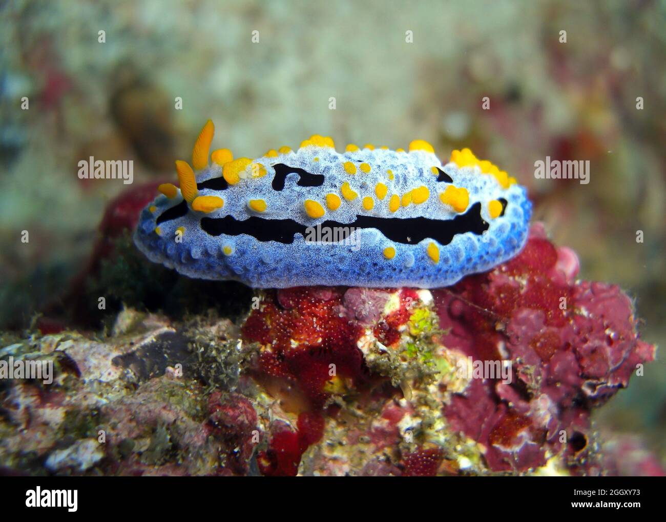 Nudibranch or Seaslug (Phyllidia Marindica) on the ground in the filipino sea 10.1.2012 Stock Photo