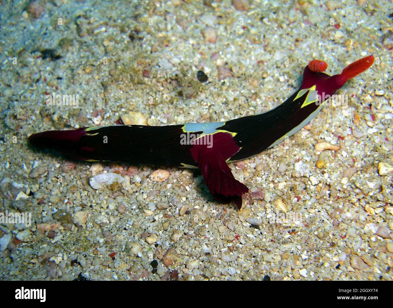 Nudibranch or Seaslug (Nembrotha Purpureo Lineata) on the ground in the filipino sea 15.2.2012 Stock Photo