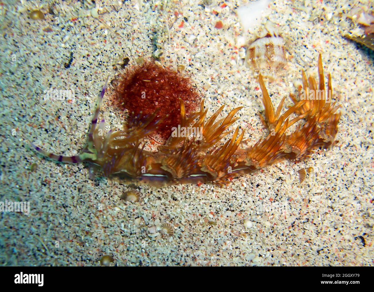 Nudibranch or Seaslug on the ground in the filipino sea 13.1.2012 Stock Photo