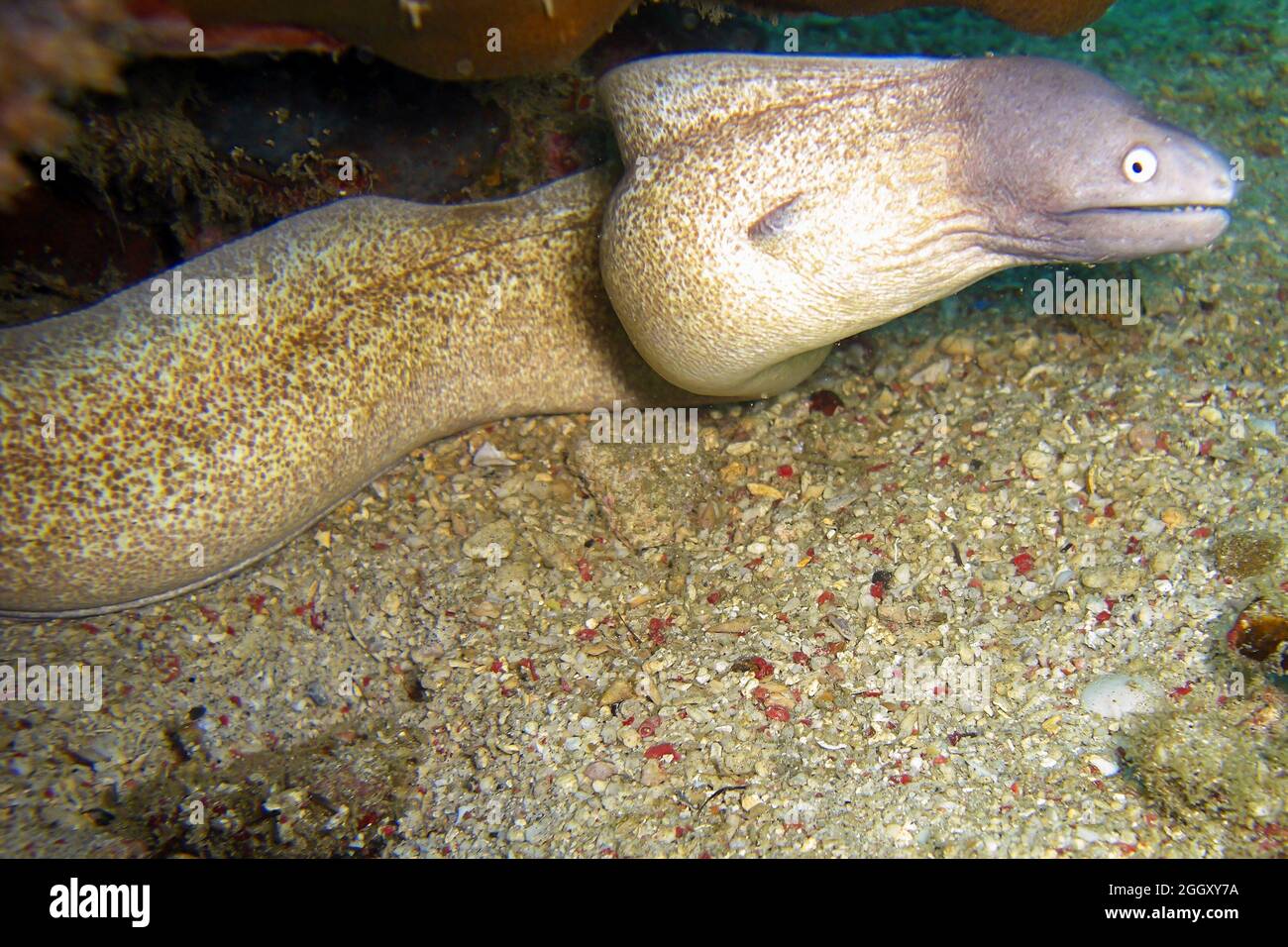 White Eyed Moray Eel (Siderea Thyrsoidea) on the ground in the filipino sea 31.12.2011 Stock Photo
