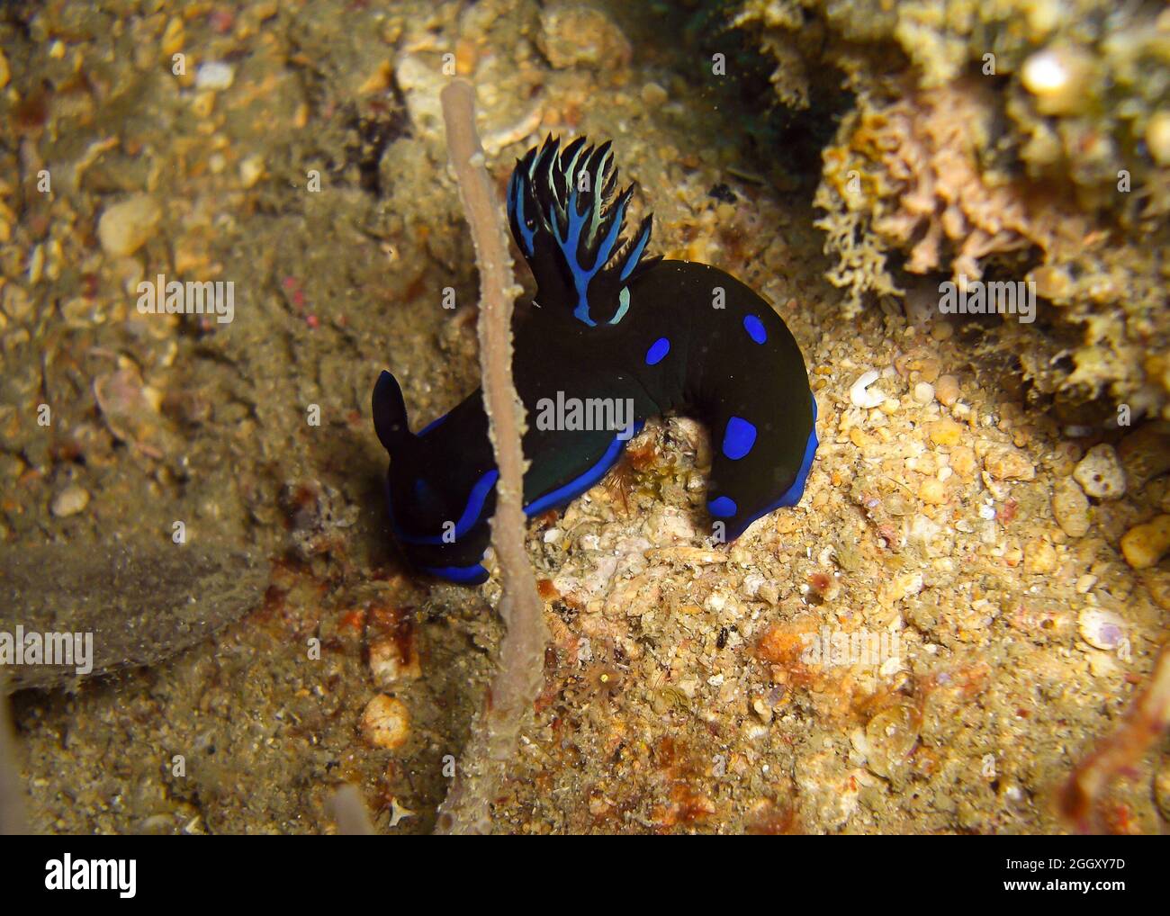 Nudibranch or Seaslug (Tambja Morosa) on the ground in the filipino sea 6.1.2012 Stock Photo