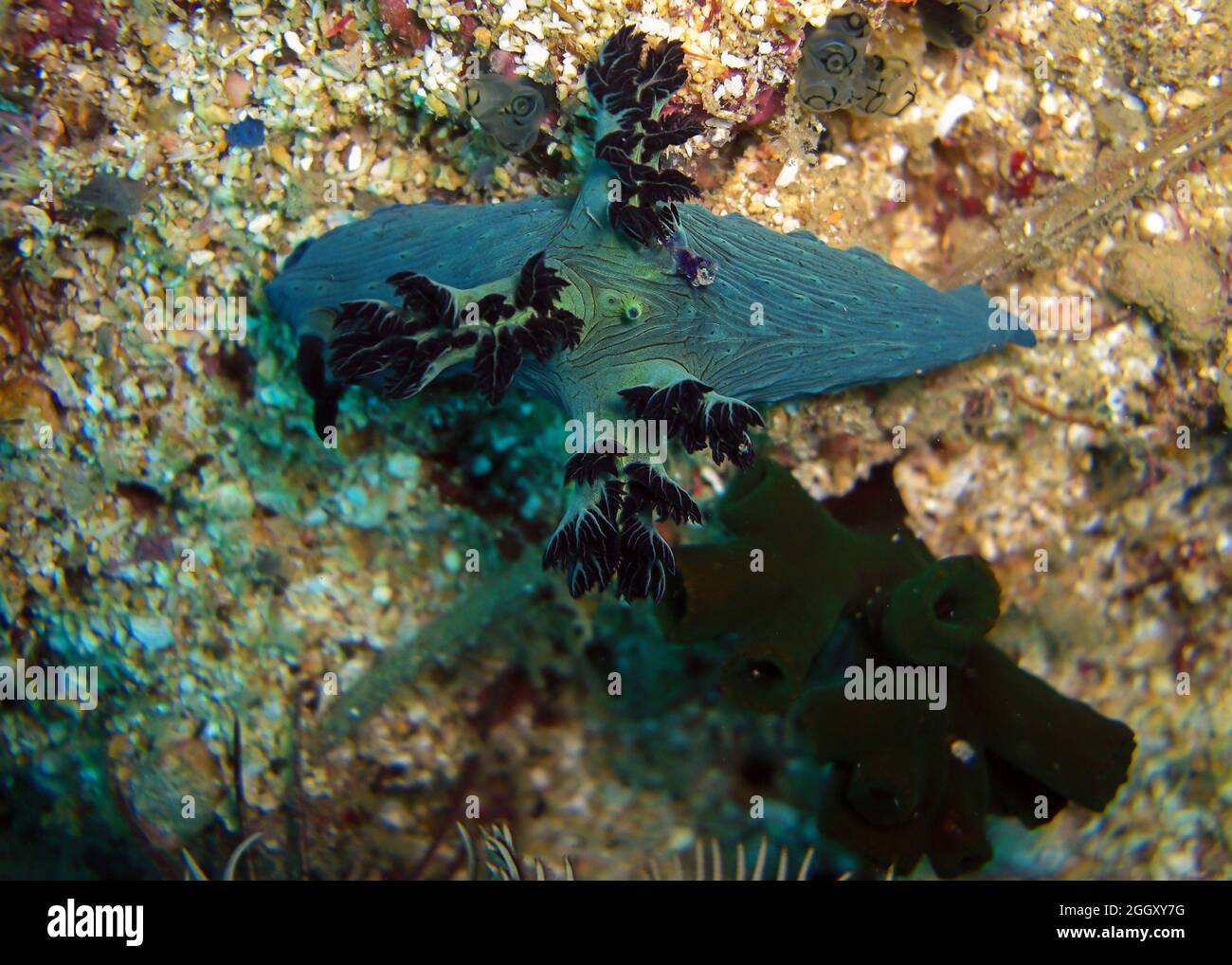 Nudibranch or Seaslug (Nembrotha Milleri) on the ground in the filipino sea 3.1.2012 Stock Photo