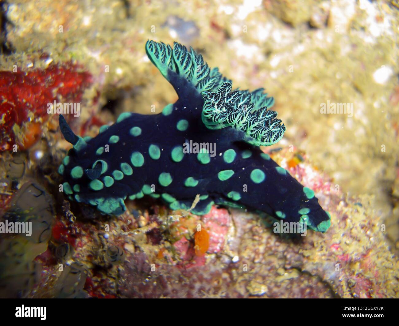 Nudibranch or Seaslug (Nembrotha Christata) on the ground in the filipino sea 3.1.2012 Stock Photo