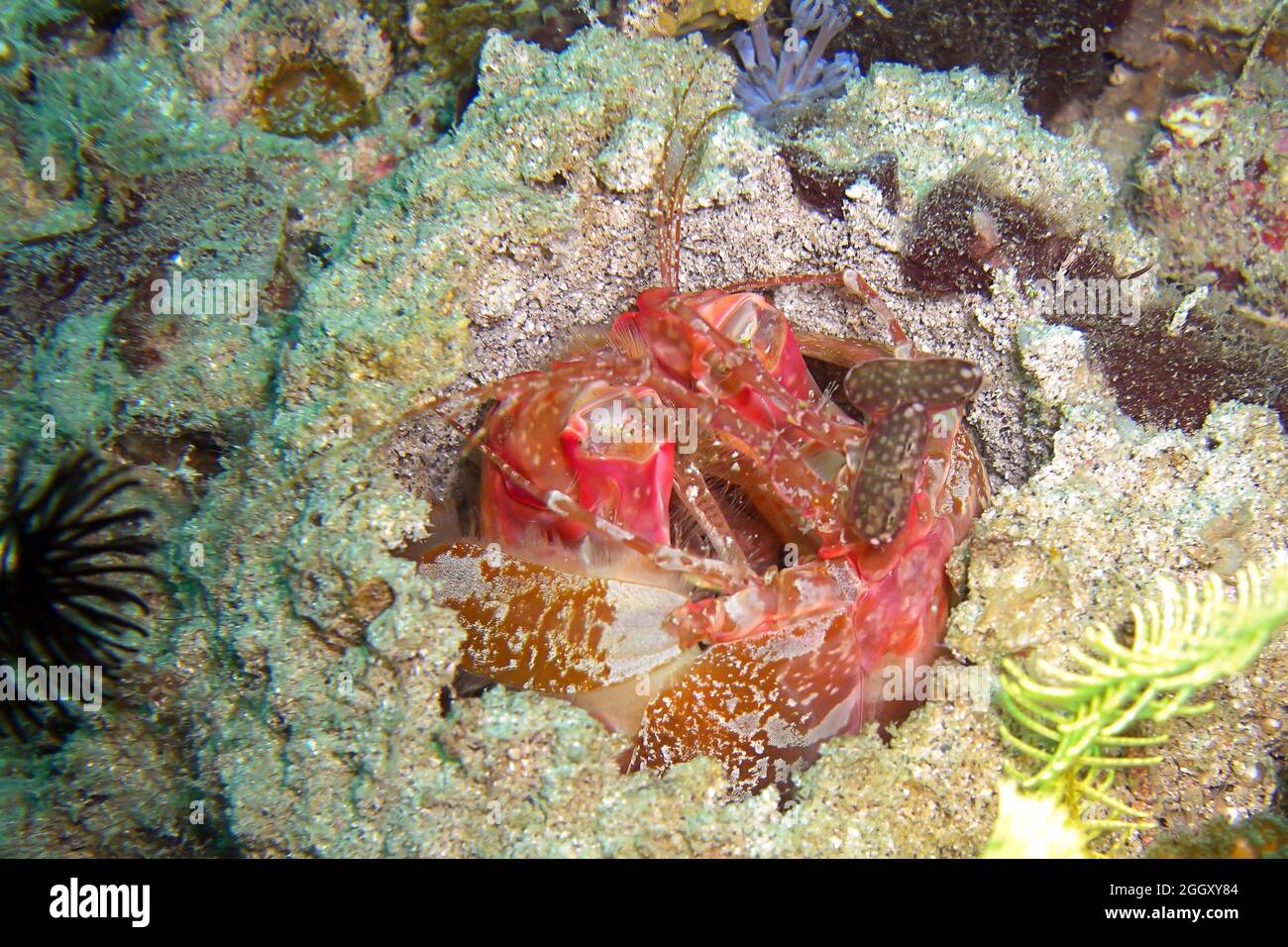 Mantis Shrimp (Odontodactylus Scyllarus) on the ground in the filipino sea 30.12.2011 Stock Photo