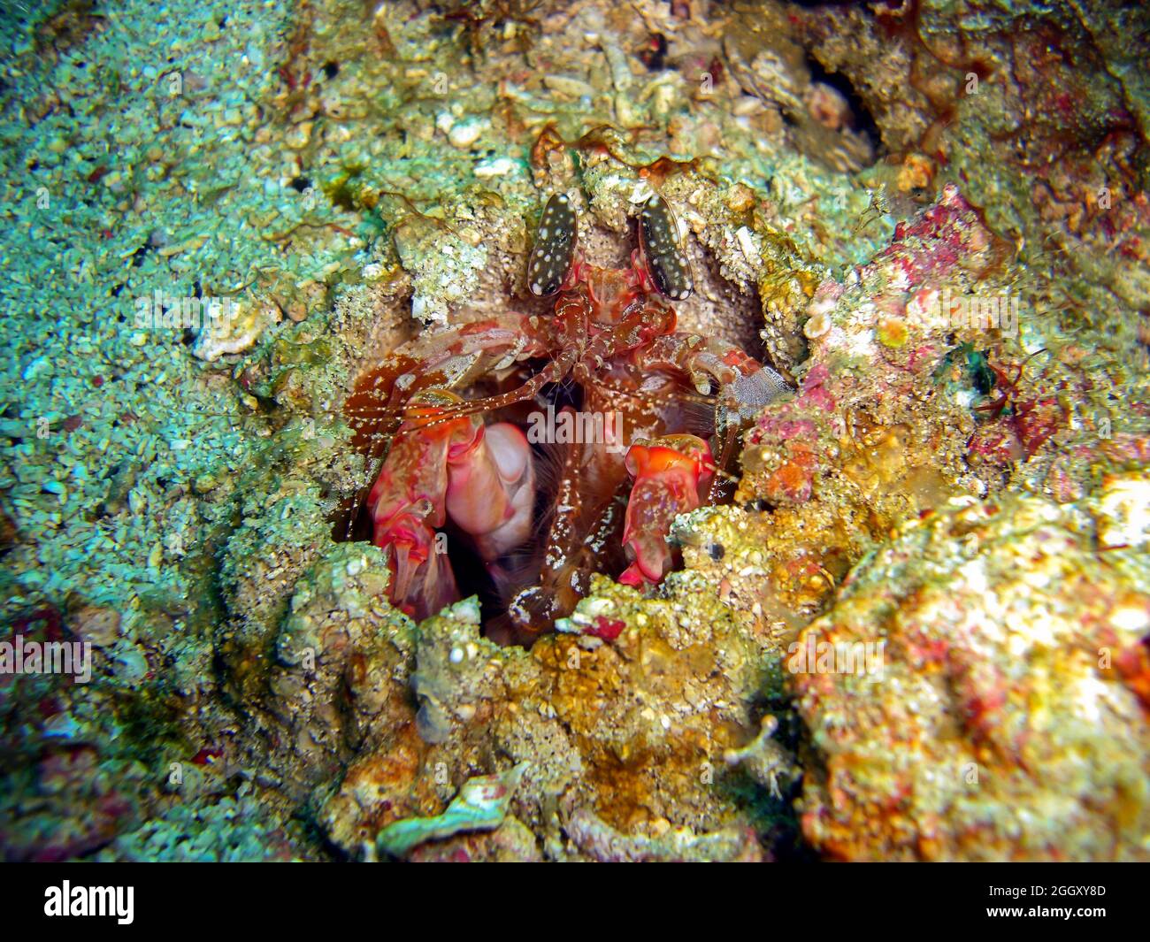 Mantis Shrimp (Odontodactylus Scyllarus) on the ground in the filipino sea 5.2.2012 Stock Photo