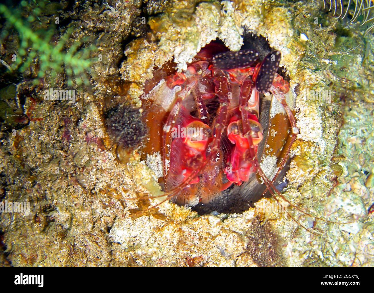 Mantis Shrimp (Odontodactylus Scyllarus) on the ground in the filipino sea 5.2.2012 Stock Photo