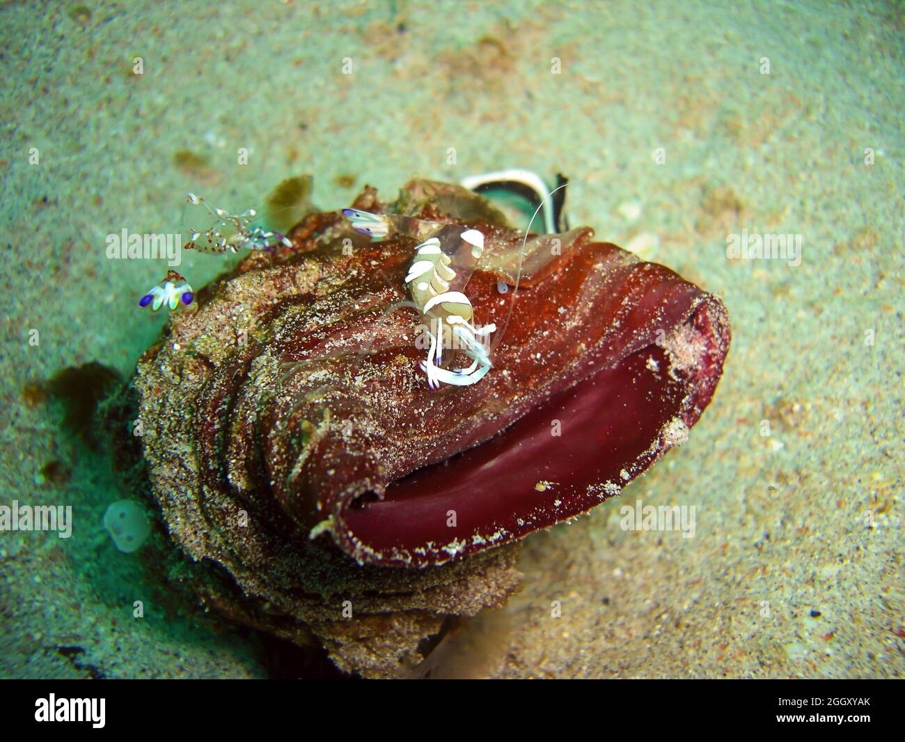 Anemone Shrimp on the ground in the filipino sea 6.2.2012 Stock Photo