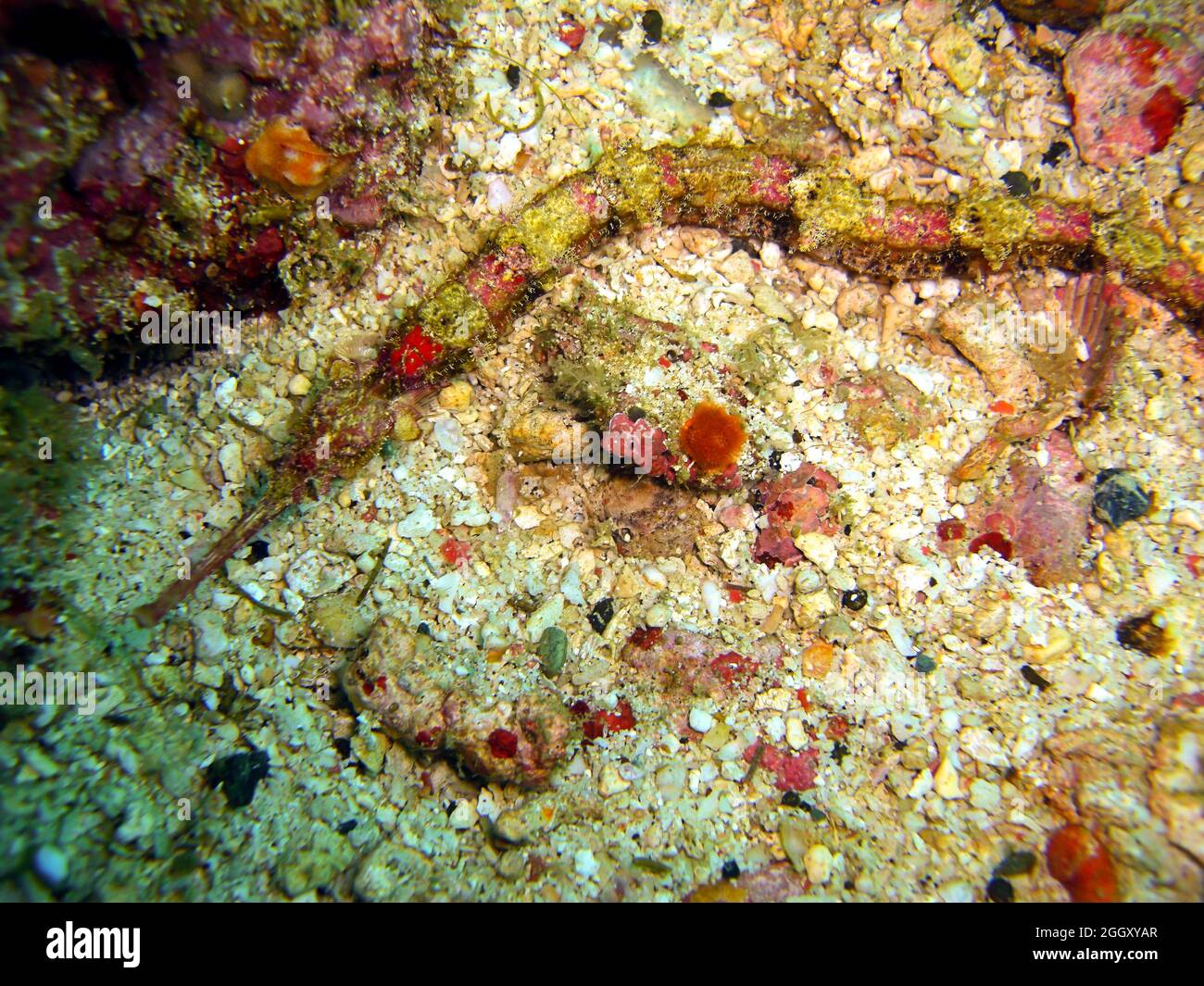 Pipefish on the ground in the filipino sea 5.2.2012 Stock Photo
