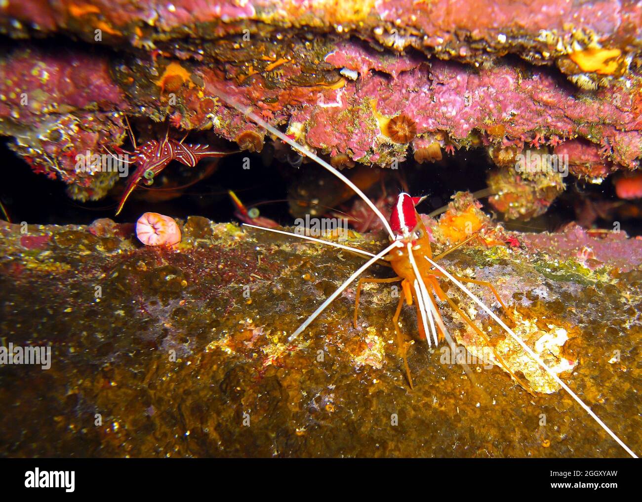 Dancing Shrimp (Rhynchocinetes Durbanensis) on the ground in the filipino sea 19.2.2012 Stock Photo