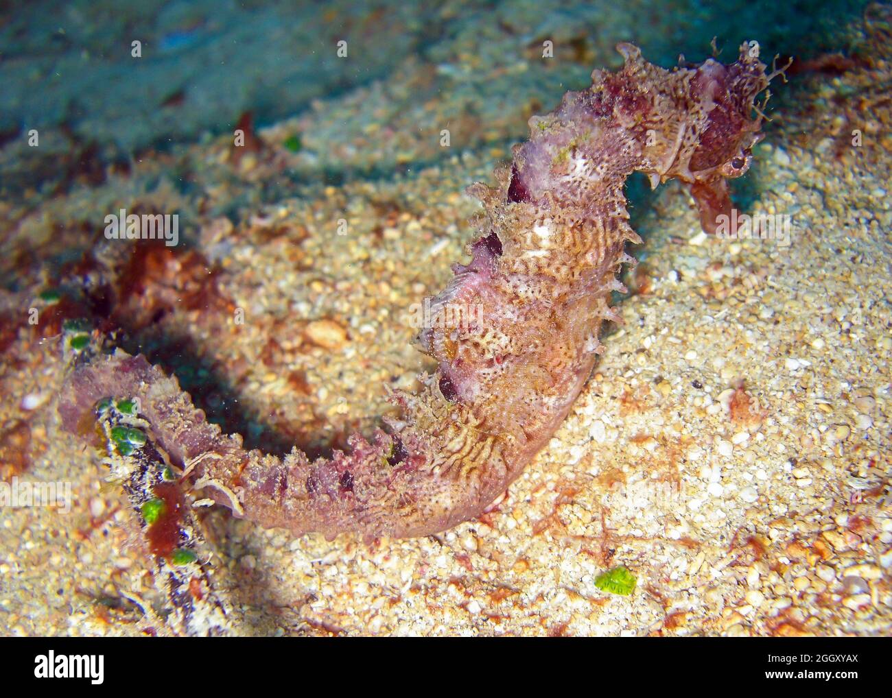 Lovely Seahorse is swimming in the filipino sea 6.1.2012 Stock Photo
