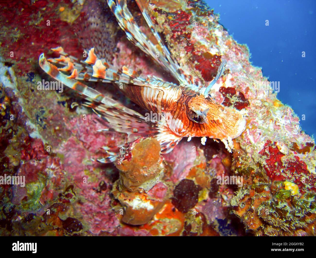 Red Lionfish (Pterois Volitans) swims in the filipino sea 19.2.2012 Stock Photo