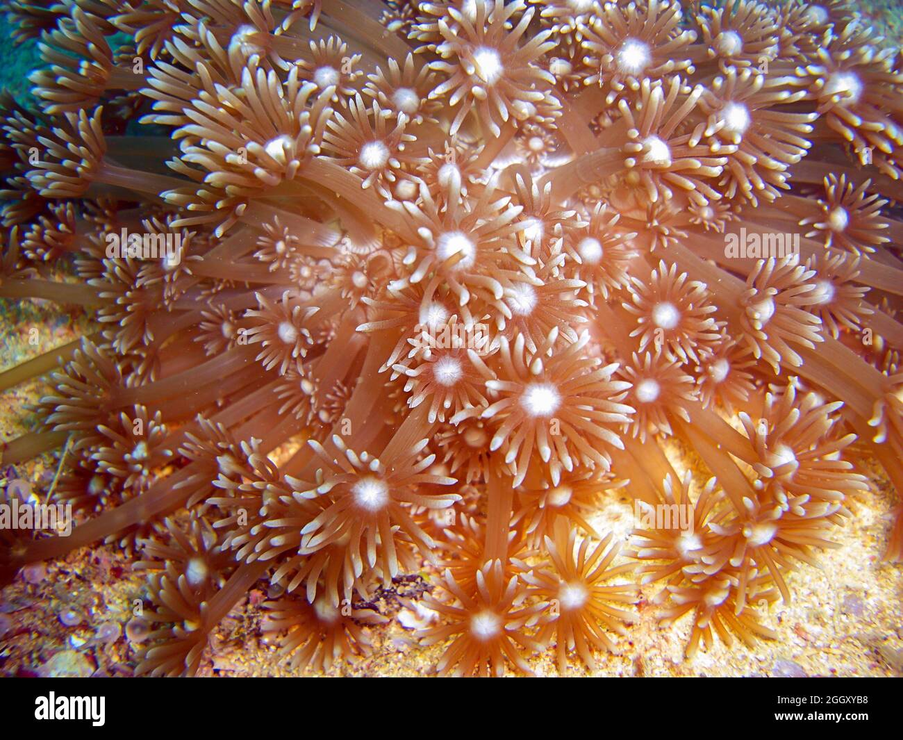Red Anemone on the ground in the filipino sea 6.1.2012 Stock Photo