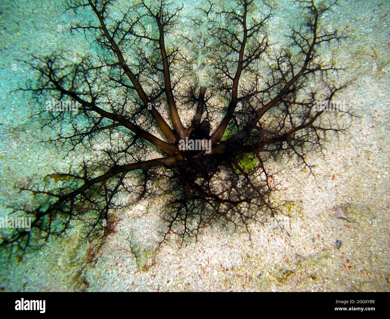 Black Soft Coral on the ground in the filipino sea 10.2.2012 Stock Photo