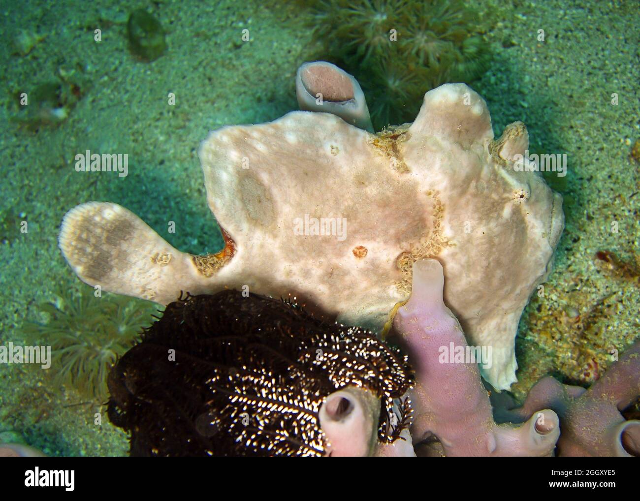 Frogfish (Antennarius) is swimming in the filipino sea 14.1.2012 Stock Photo